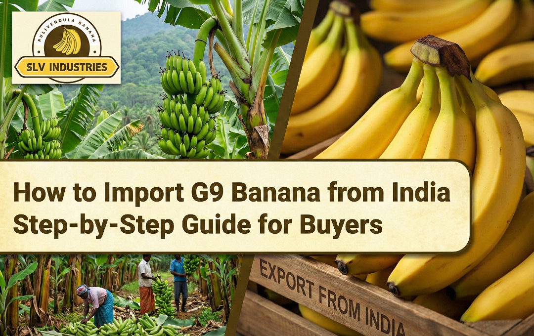 How to Import G9 Banana from India – Step-by-Step Guide for Buyers