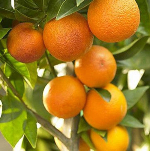 Citric Orange Exporter & Bulk Supplier