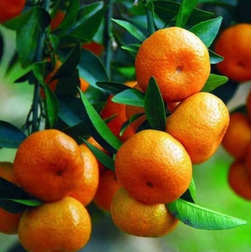 Sweet Orange Exporter & Bulk Supplier