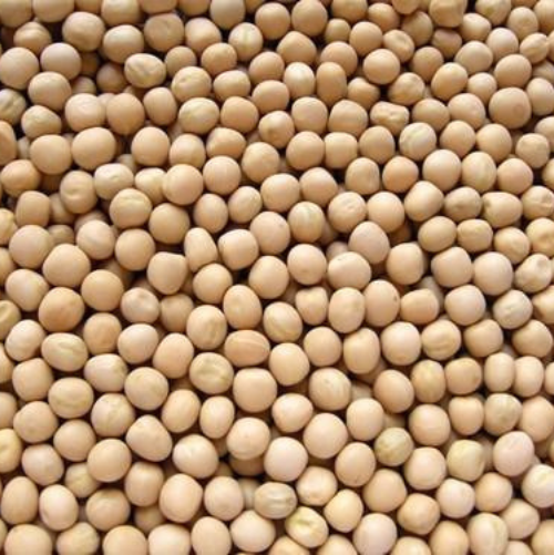 Dry Peas Exporter & Bulk Supplier