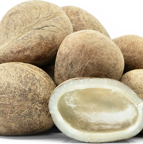 Dry Coconut Exporter & Bulk Supplier